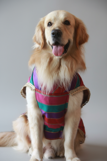 Festive Sherwani -Traditional Ethnic Outfit - Muti-colour