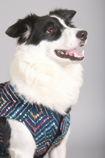 Festive Sherwani -Traditional Ethnic Outfit - Blue
