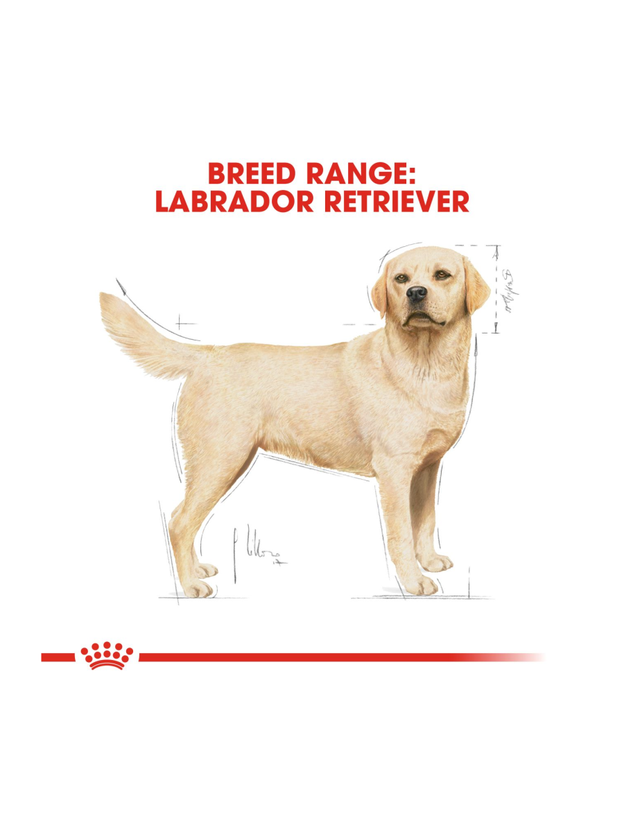 Royal Canin Labrador Retriever Adult Dry Dog Food