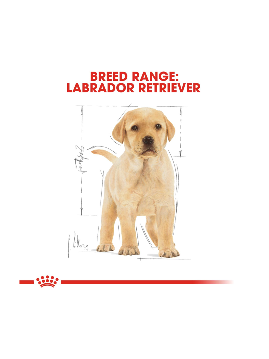 Royal Canin Labrador Retriever Dry Puppy Food